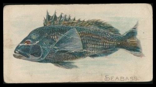 E32 Sea Bass.jpg
